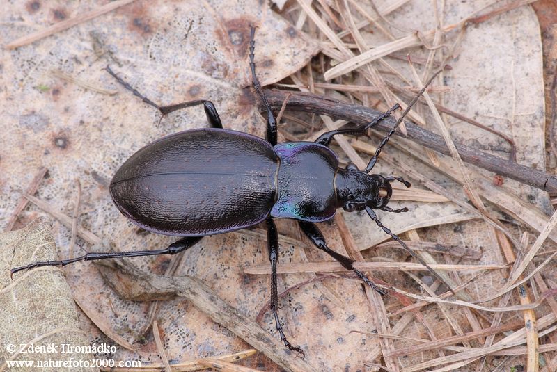 střevlík hajní, Carabus nemoralis, Carabidae, Carabinae (Brouci, Coleoptera)